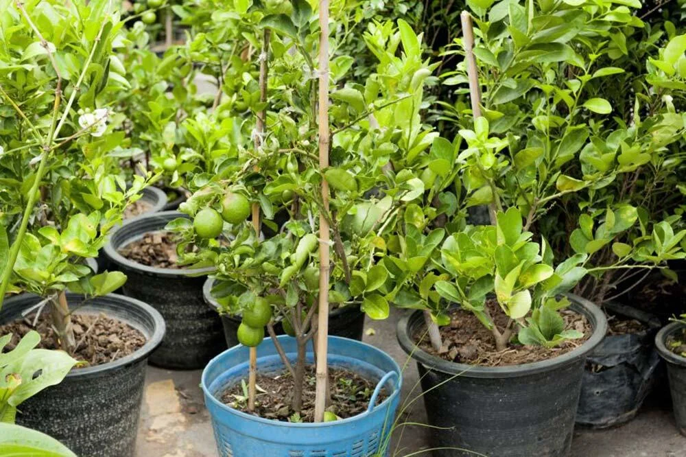 cultiver-le-bergamotier-en-pot