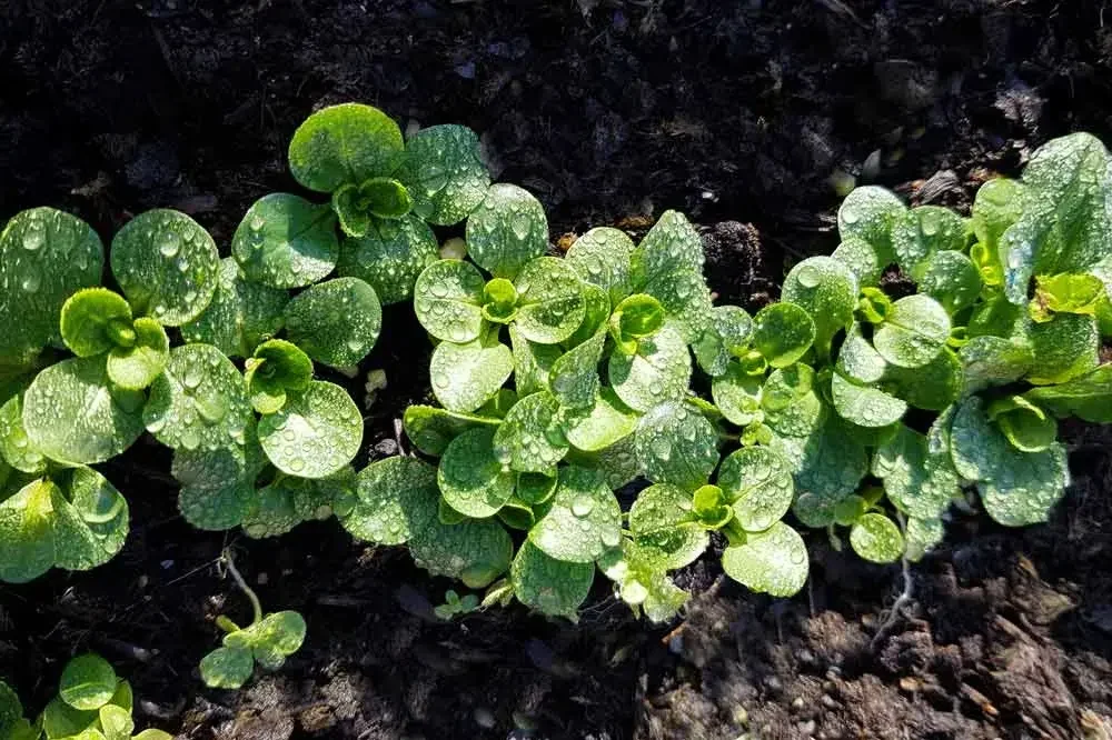 Entretien de la mâche au potager
