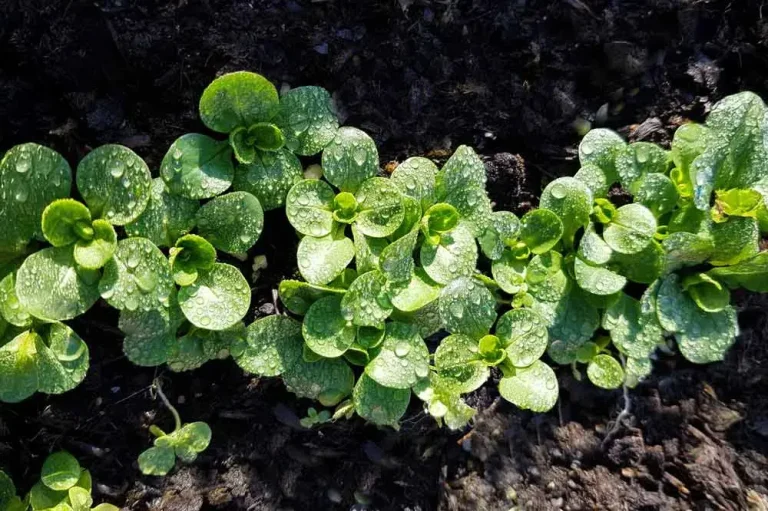 Entretien de la mâche au potager