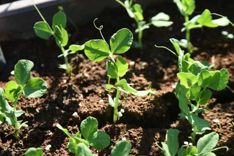Culture des pois mange-tout en pot
