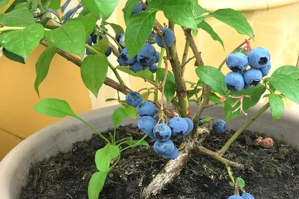 Culture d’un myrtillier en pot