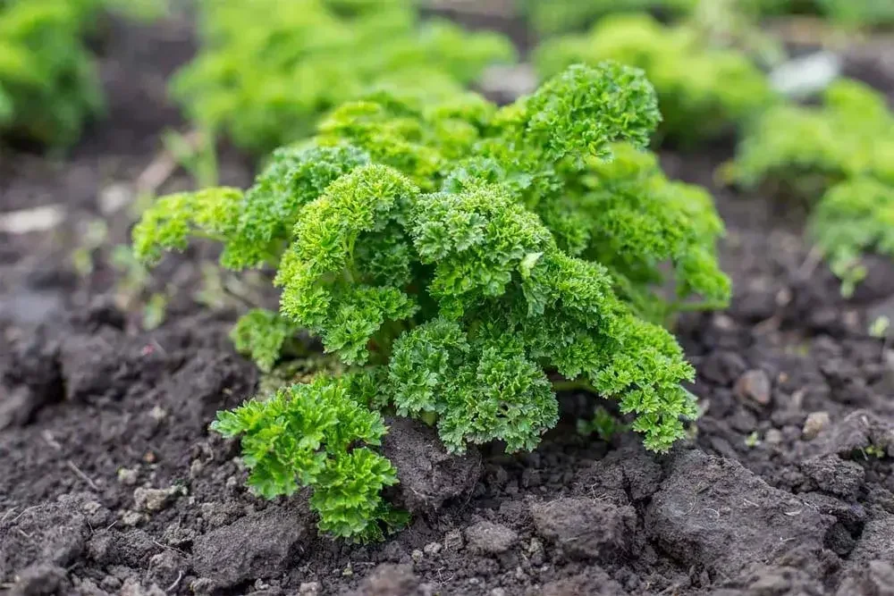 Persil en croissance au potager