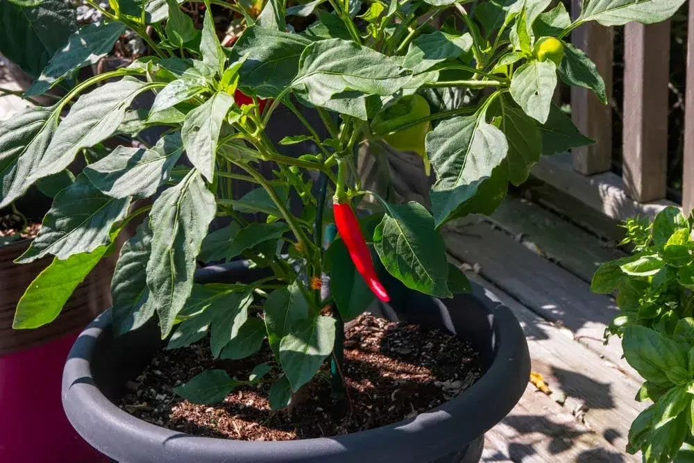 Culture du piment en pot
