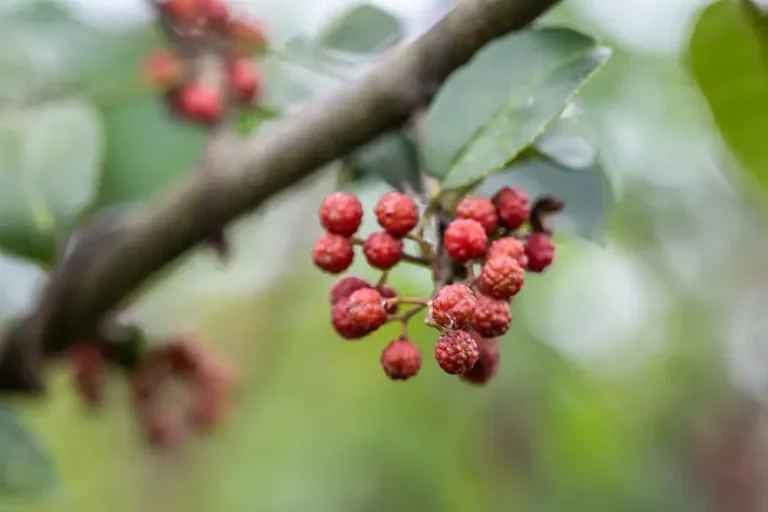 cultiver-poivre-sichuan