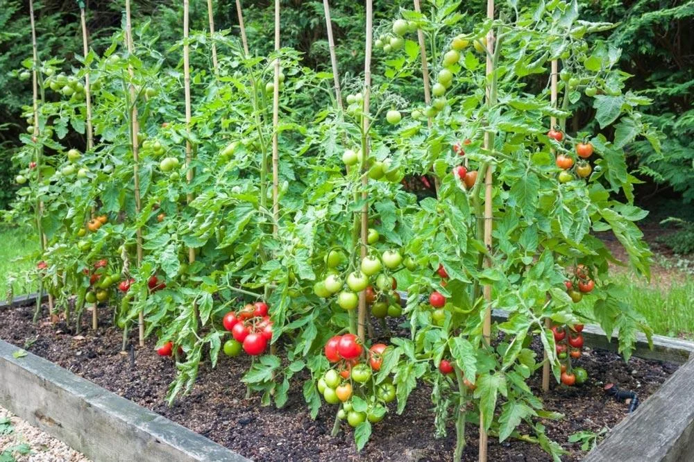 Plants de tomate à croissance indéterminée