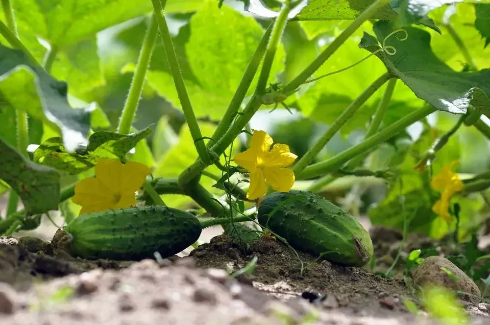 Culture du cornichon au potager