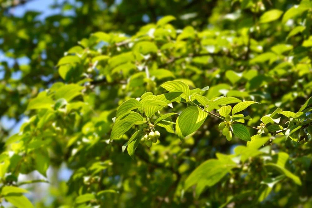 Culture du cornouiller mâle au jardin