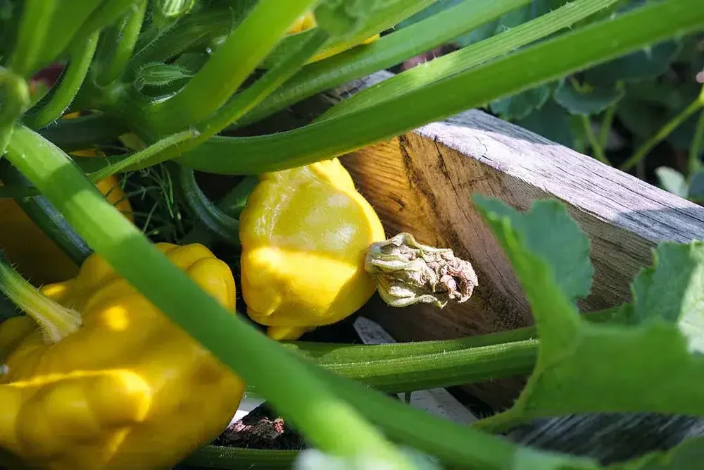 Entretien du pâtisson au potager