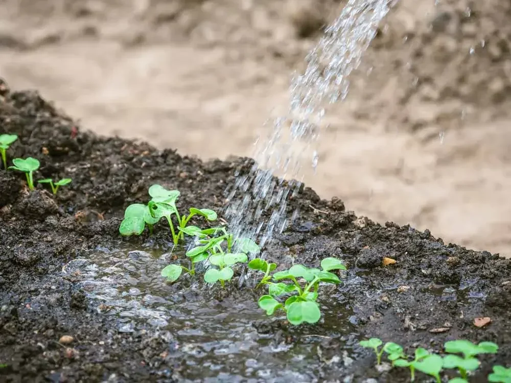 Entretien des navets au potager