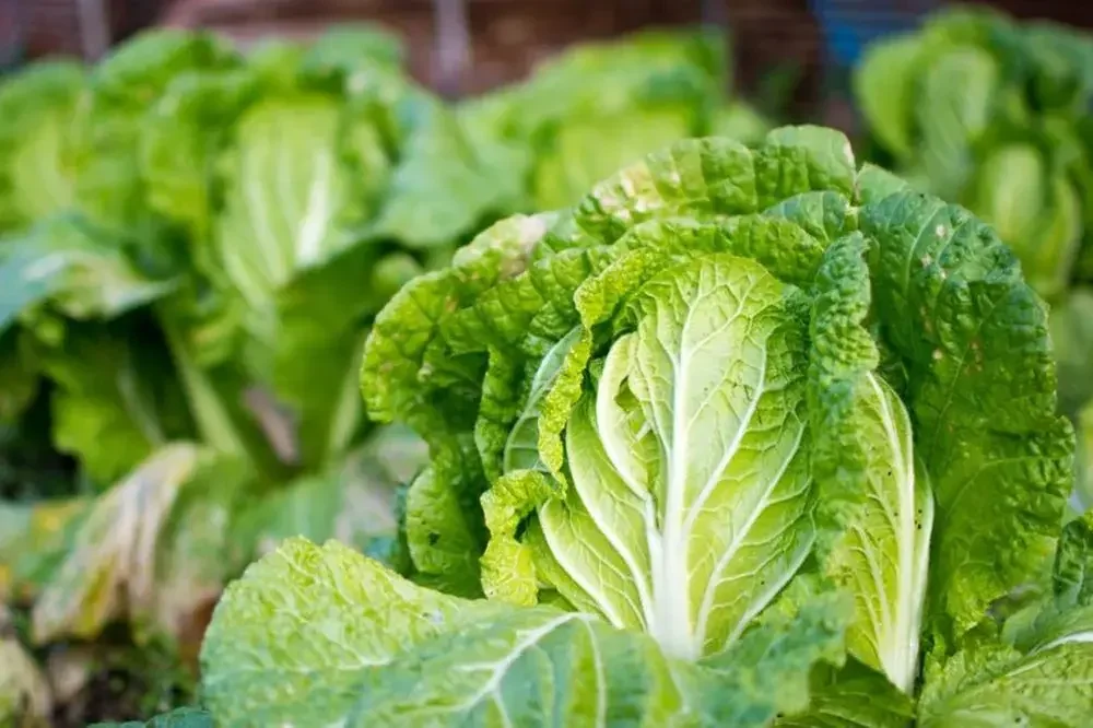 Récolte du pé-tsaï au potager