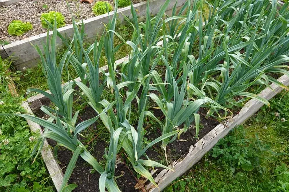 Entretien des poireaux au potager