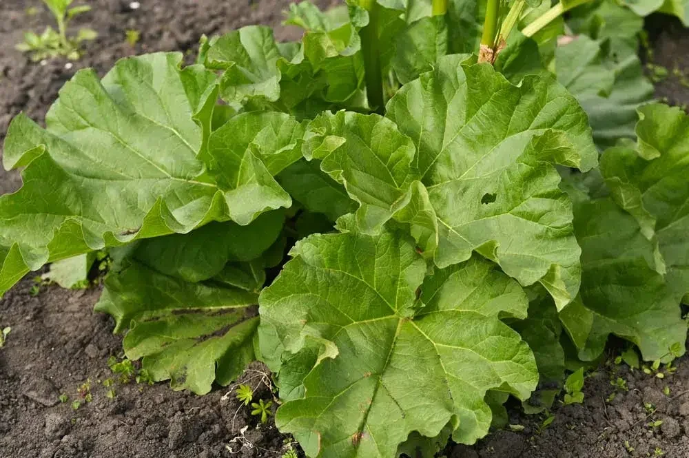 Rhubarbe en croissance au jardin