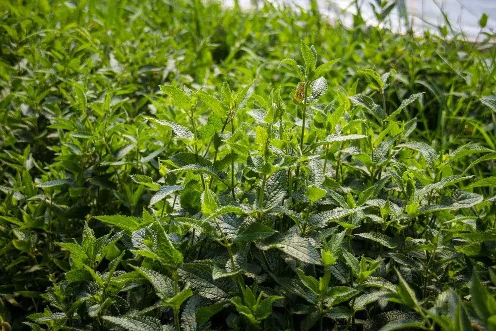 Culture du crosne du Japon au potager