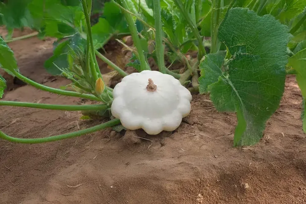 Pâtisson en croissance au potager