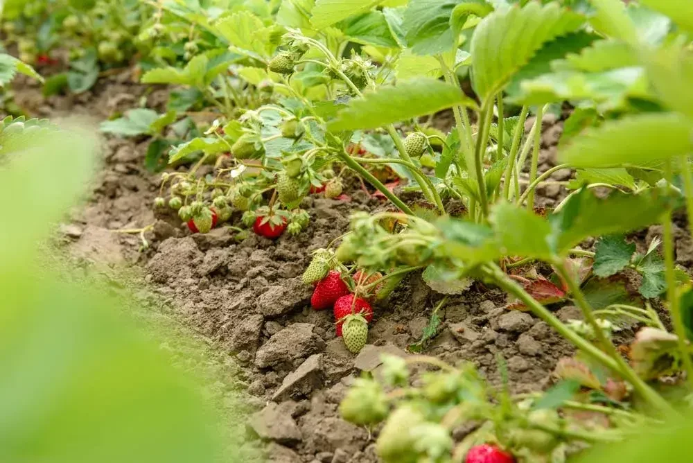 Culture des fraisiers au potager