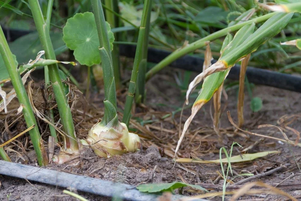 Entretien du gingembre en pot ou au jardin