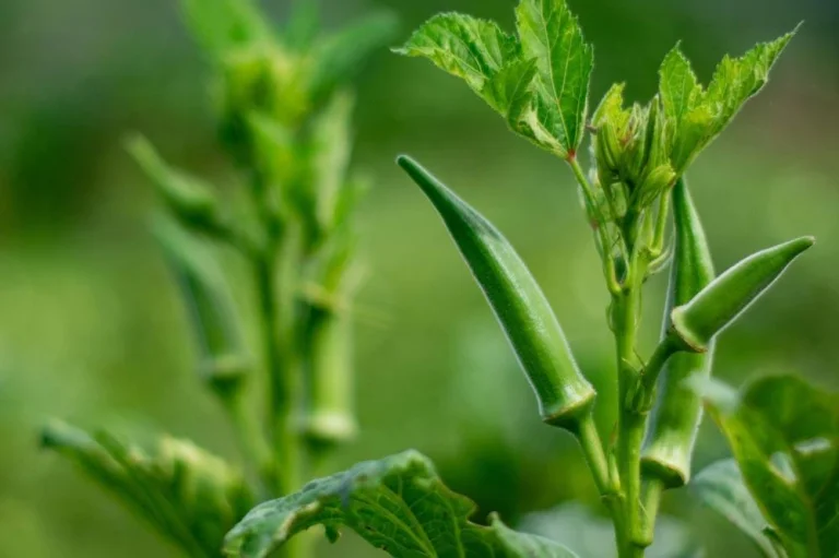 Culture du gombo au potager
