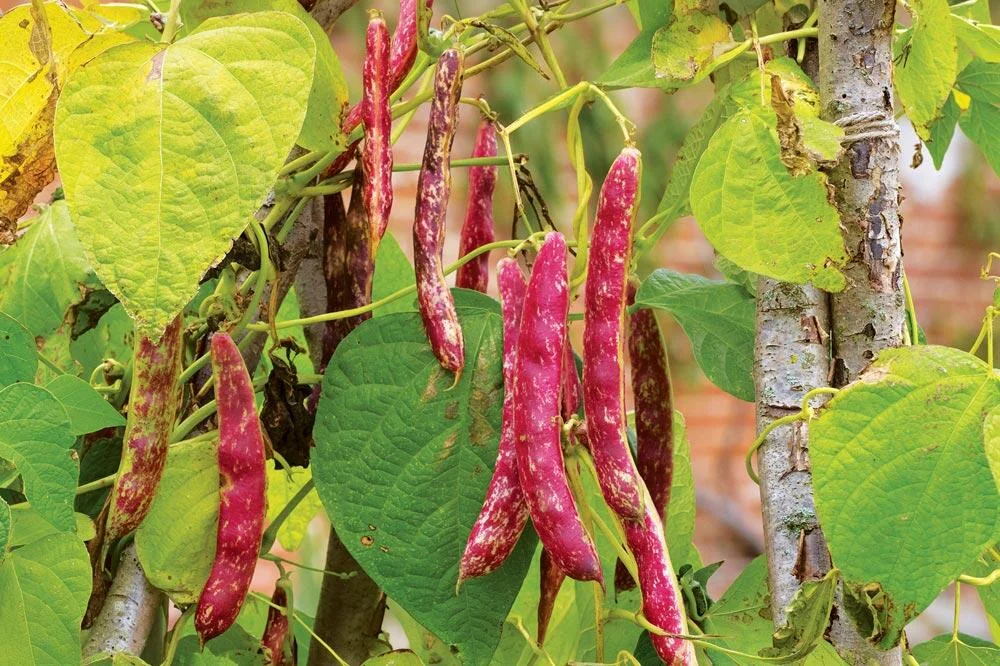 Culture des haricots à écosser au potager