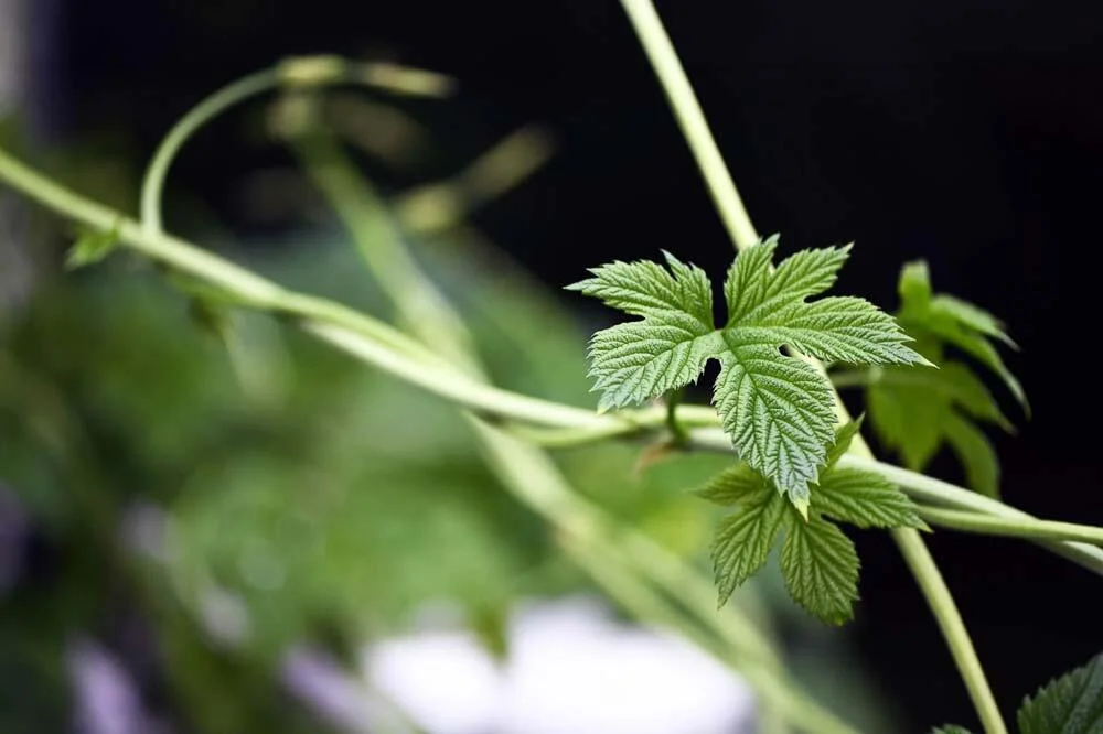 Lianes de houblon