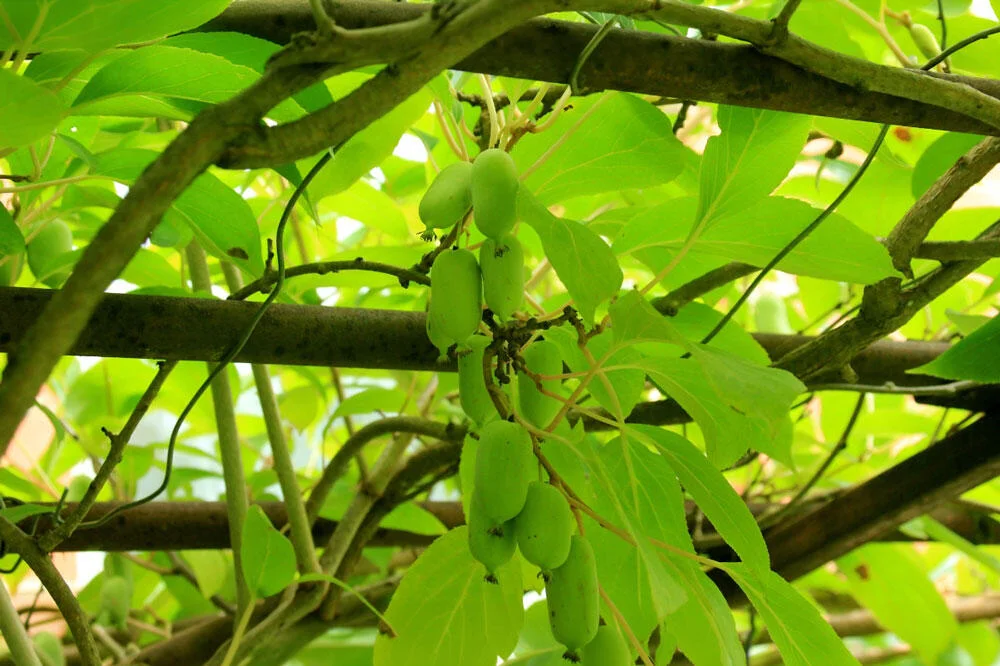 Kiwaï portant ses petits fruits sur la liane