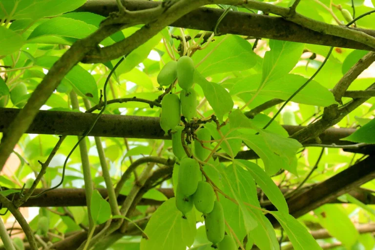Kiwaï portant ses petits fruits sur la liane