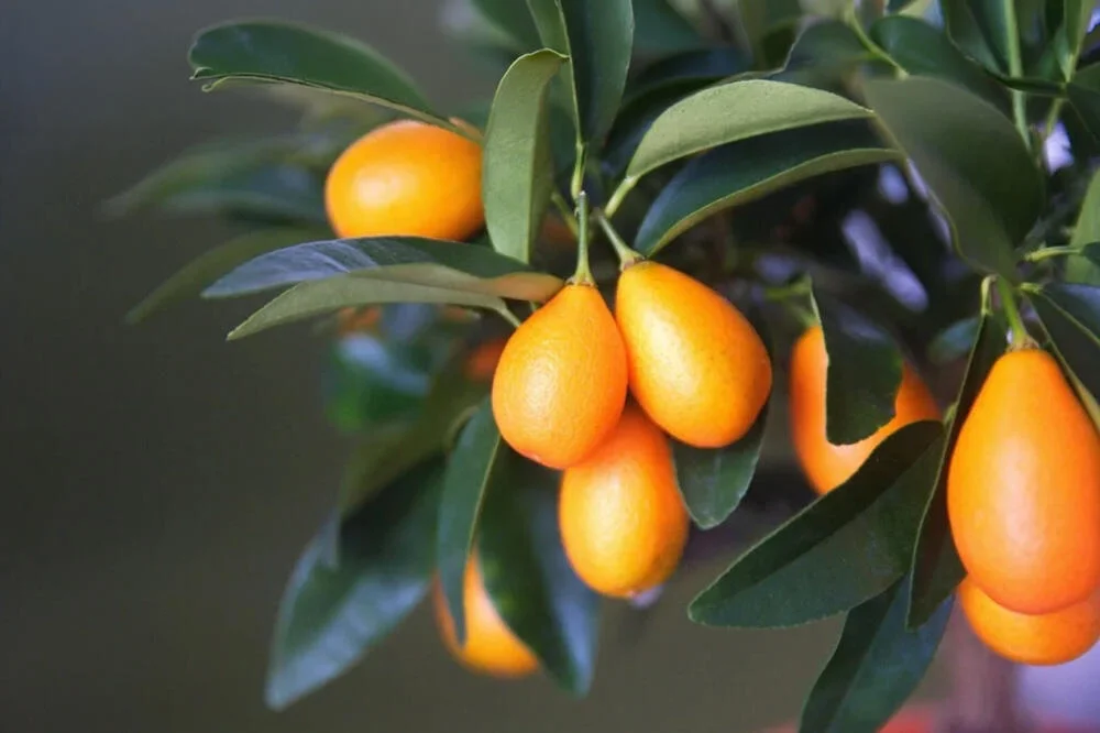 Kumquat portant ses petits agrumes orangés