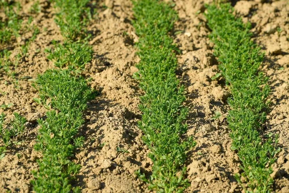 Plants de lentilles en croissance au potager
