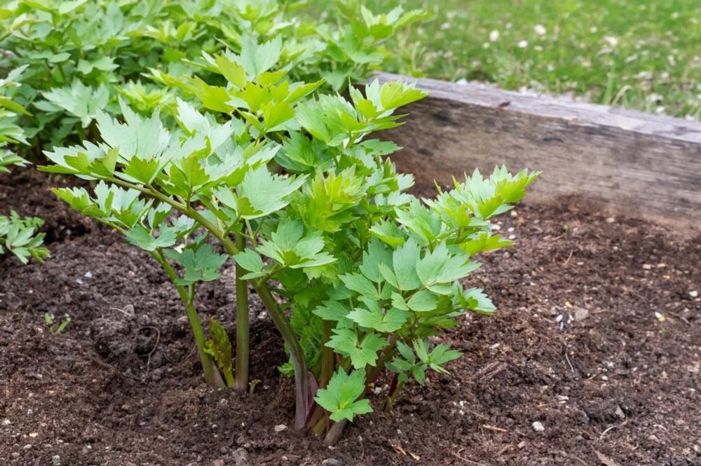 Livèche, aussi appelée céleri perpétuel, au jardin