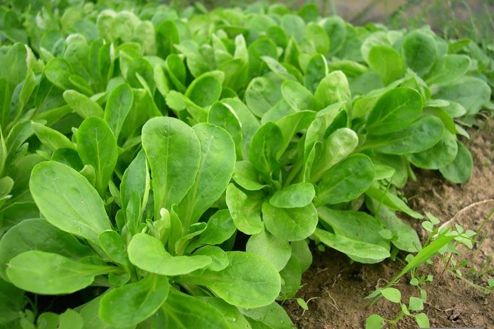 Rosette basse et compacte de mâche au potager