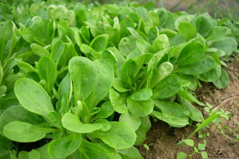 Rosette basse et compacte de mâche au potager