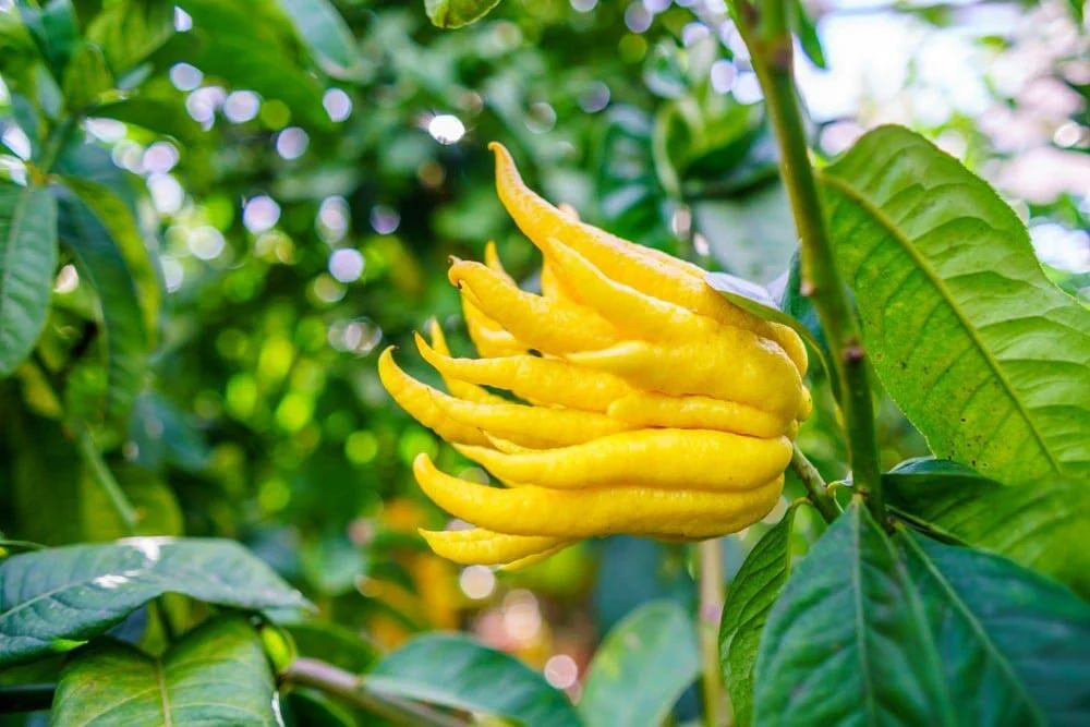 Main de Bouddha, un agrume aux fruits en forme de doigts