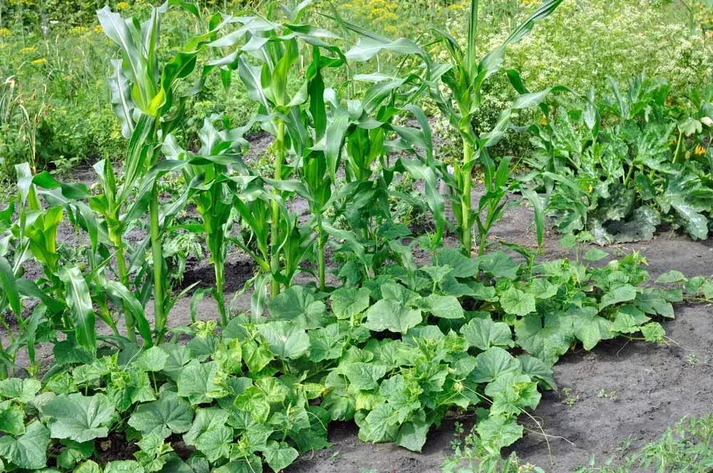 Association des Trois Sœurs : maïs, haricots grimpants et courges cultivés ensemble
