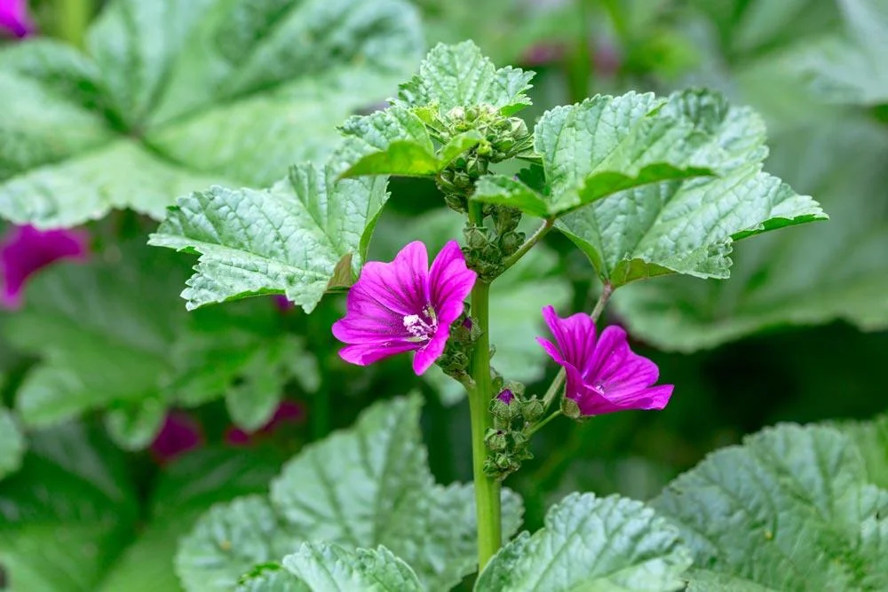 >Mauve en fleur avec ses feuilles caractéristiques