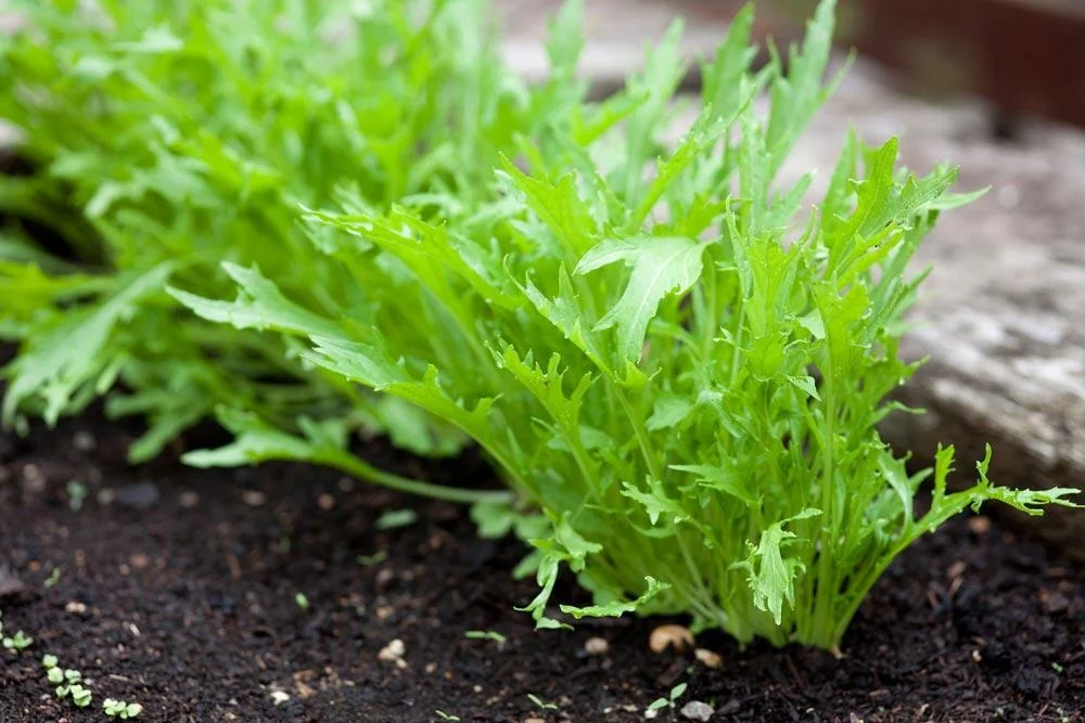 Feuilles de mizuna en croissance au potager