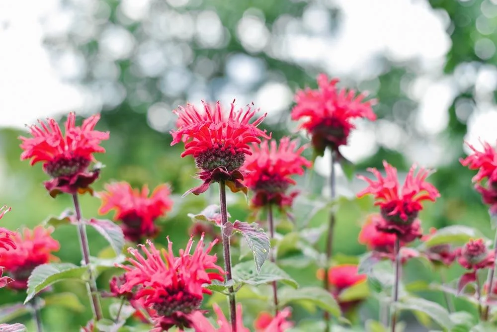 Monarde en fleur avec son feuillage aromatique
