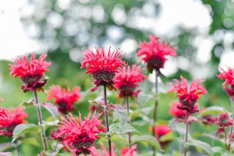 Monarde en fleur avec son feuillage aromatique
