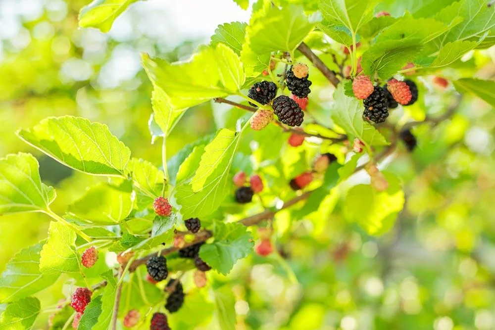 Mûrier fruitier (Morus) portant son feuillage et ses fruits