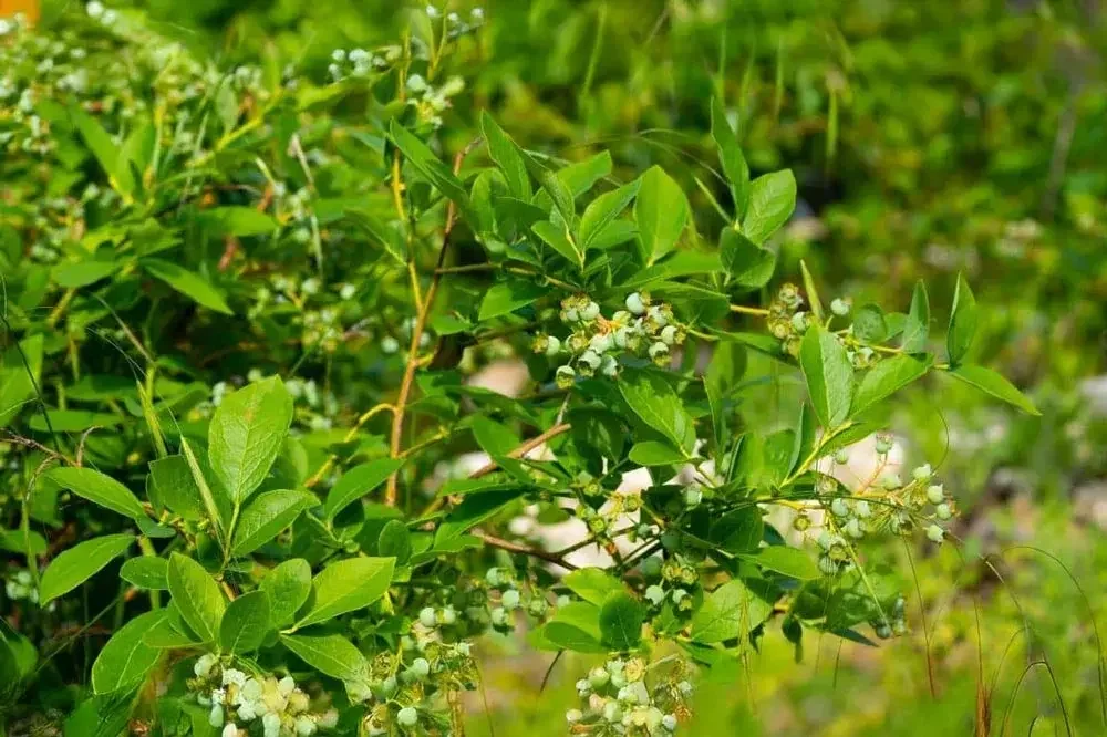 Floraison du myrtillier avec ses fleurs en clochettes