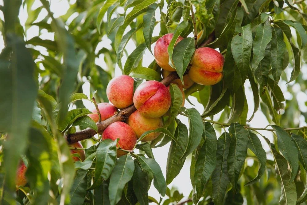 Nectarinier portant ses nectarines sur les branches