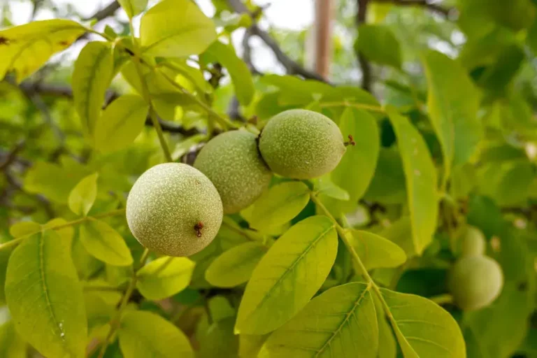 >Noix encore dans leur bogue verte