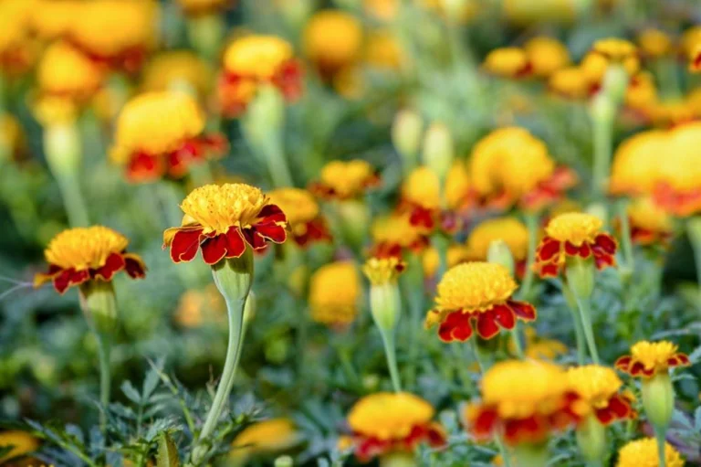 Œillet d’Inde en fleur au jardin