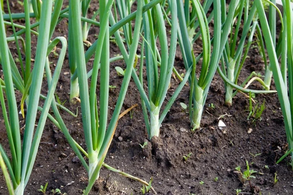 Plants d’oignons en croissance au potager