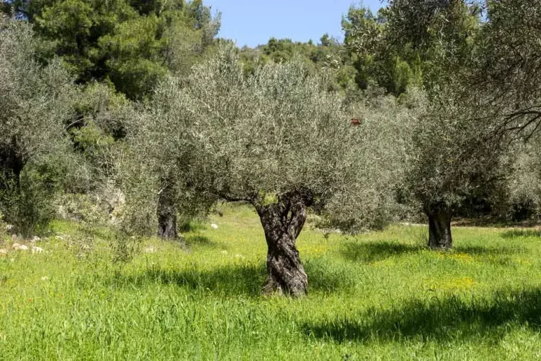 Culture de l’olivier au jardin