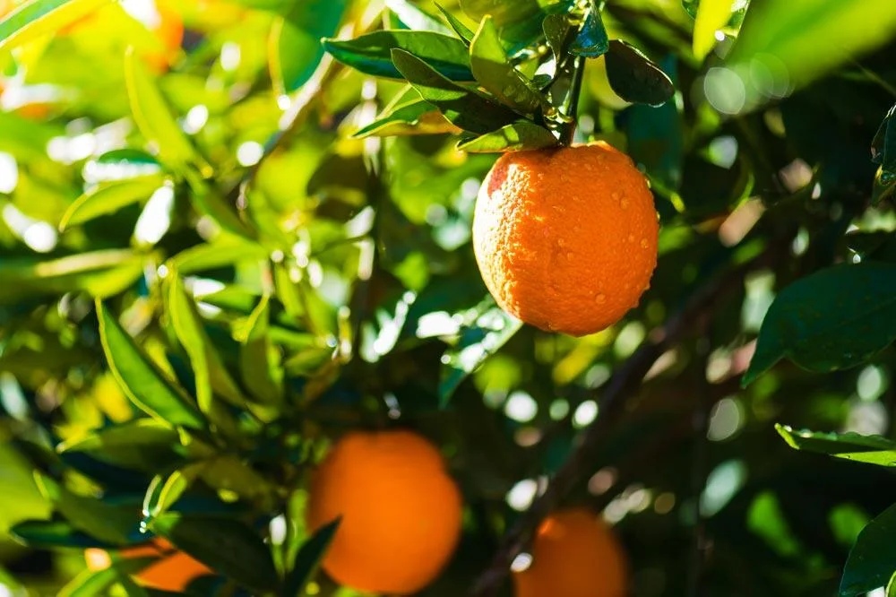 Oranger portant ses oranges et son feuillage persistant
