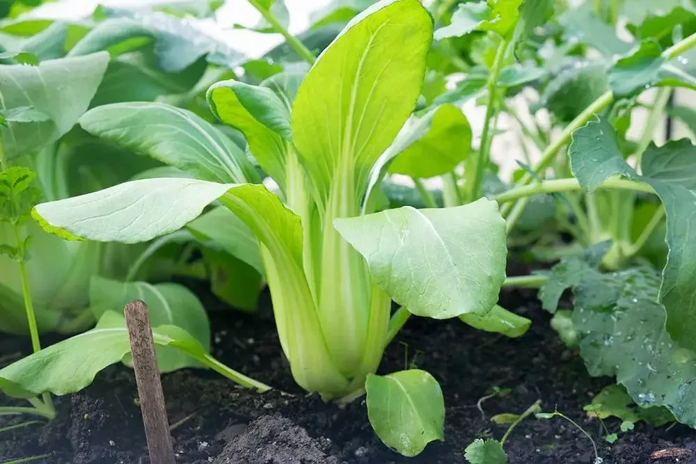 Pak-choï en croissance au potager