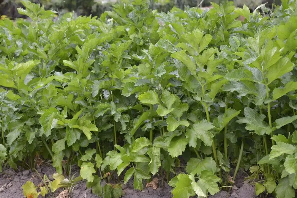 Culture du panais au potager