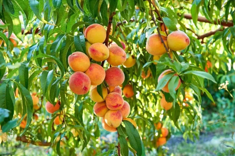 Pêcher en croissance au jardin