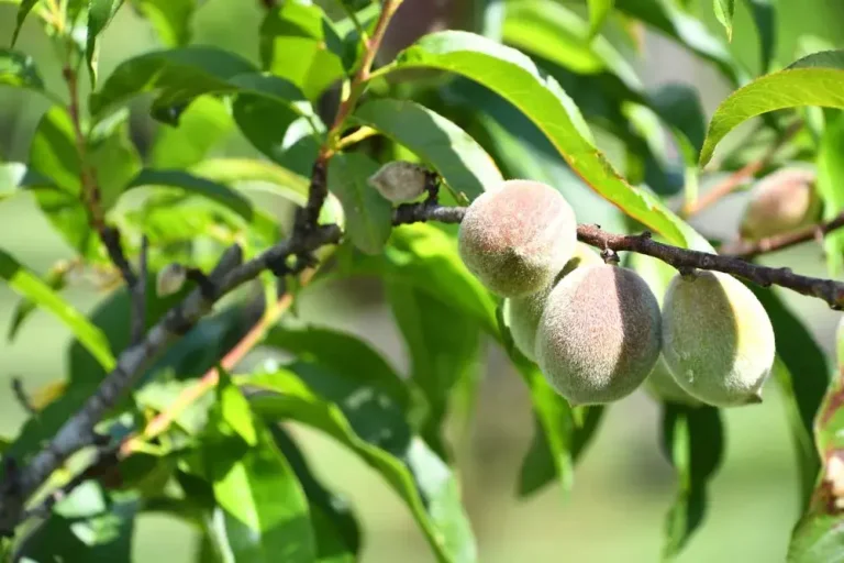 Entretien du pêcher au jardin