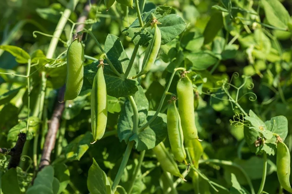 Petits pois en croissance au potager