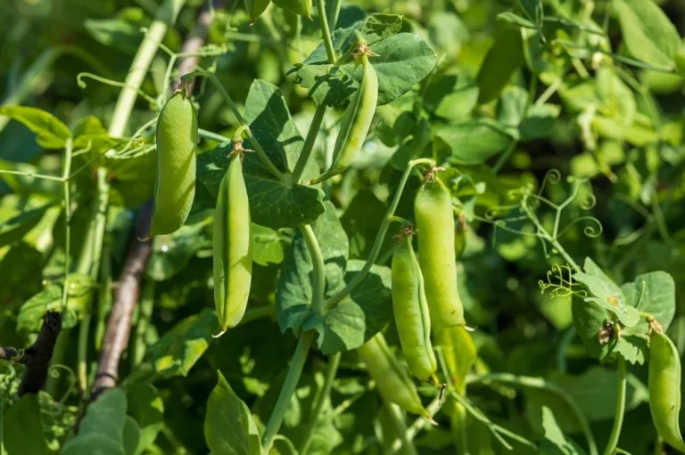 Petits pois en croissance au potager